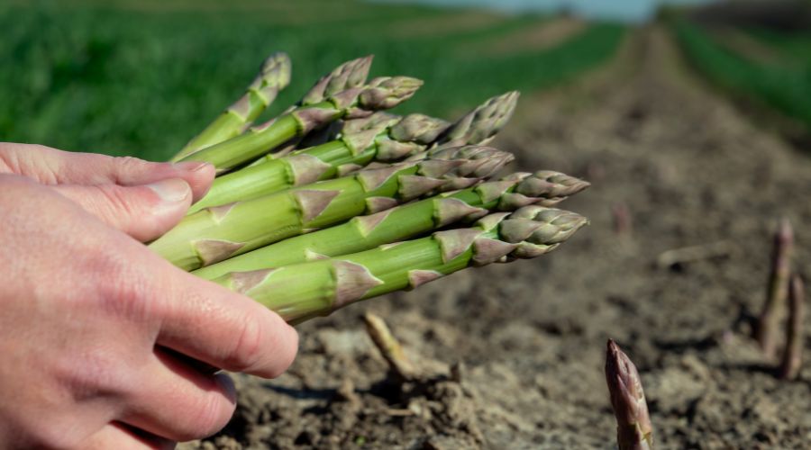 The sunniest March on record has contributed to bumper early harvest of British asparagus and rhubarb. Ocado revealed its latest sales data.