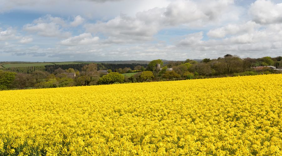 2025 AHDB Planting and Variety Survey, conducted between 7th April and 16th May 2025, has revealed a partial rebound in the UK’s wheat area.