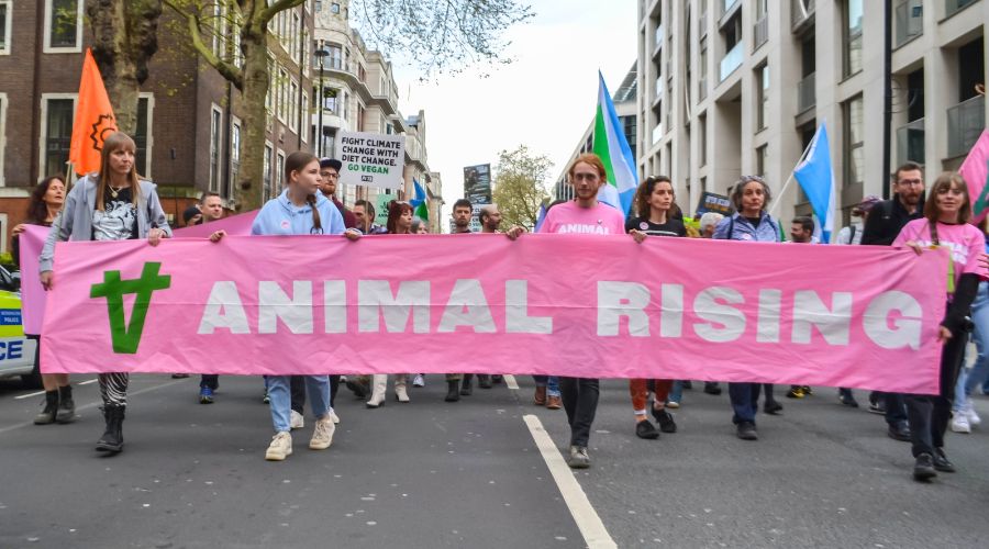Six animal rights activists were recently sentenced for aggravated trespass after bringing milk supplies to a halt at a dairy site back in 2022.