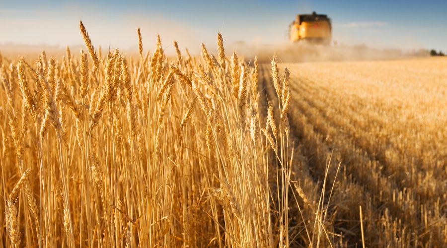 New research led by KAUST scientists shows the first molecular events that give wheat immunity against stem rust.