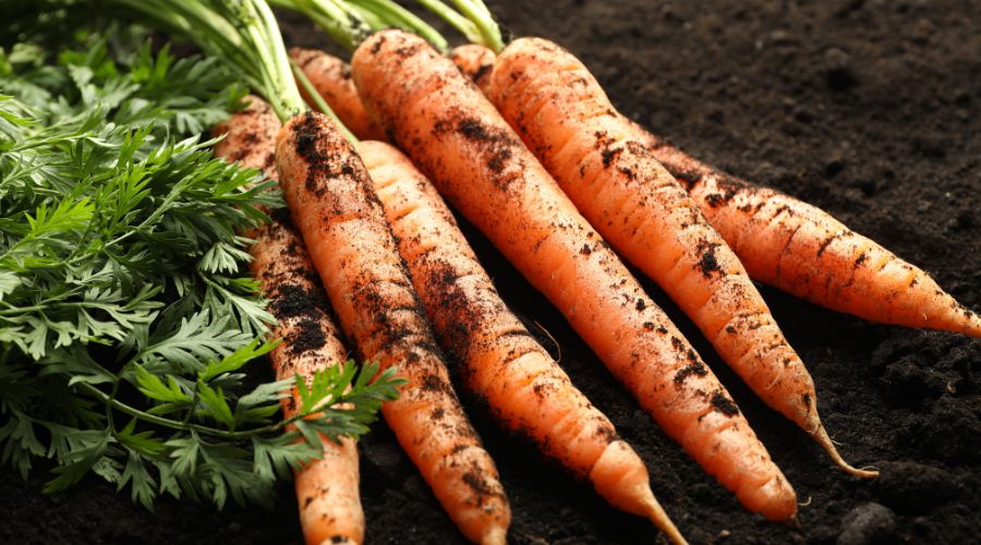 Trials conducted by Richard Austin Agriculture have identified a natural alternative to fungicides to prevent cavity spot in carrots.  