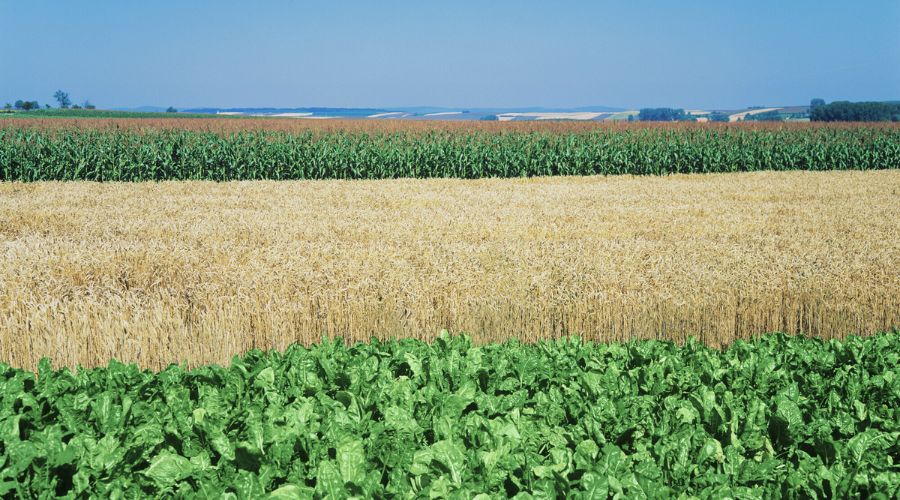 RAGT Group announced that the acquisition of the Deleplanque Group, including its Strube and Van Waveren entities, has now been finalised.
