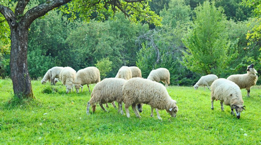 National Sheep Association (NSA) highlighted urgent requirement to grant a temporary derogation for grazing certain environmental land options.