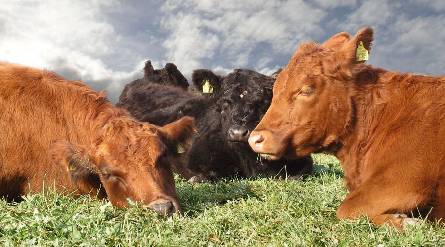 The Association of Independent Meat Suppliers (AIMS) has voiced serious concerns about the Scottish Government’s support of red meat sector.