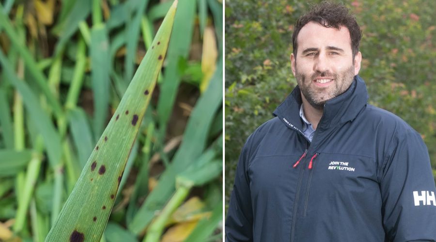 Hutchinsons is warning barley growers that crops are likely to face greater pressure from stress-related diseases such as ramularia.