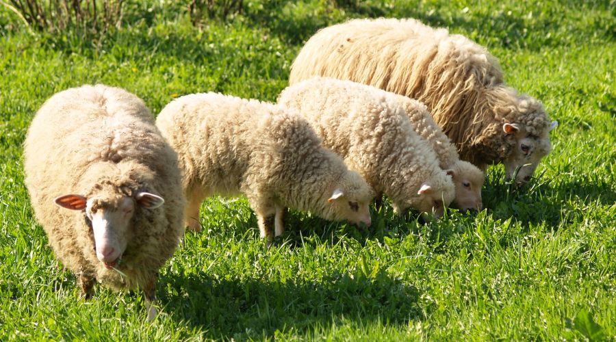 AHDB has issued practical guidance to help farmers protect cattle and sheep from heat stress.
