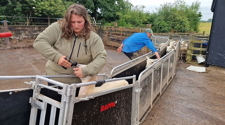 UK sheep farmers are being encouraged to take part in a survey by Nettex that explores mineral supplementation practices across the sector.
