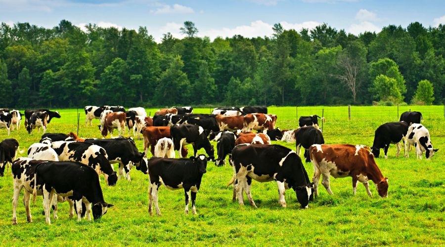 Livestock farmers can now access funded vet visits for multiple herds or flocks belonging to the same farming business.