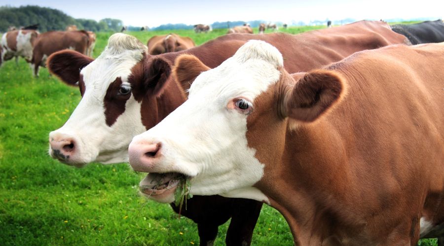 Announcement on Bluetongue controls in Wales coincided with new ‘best practice’ protocols to control infectious cattle disease by CHECS. 