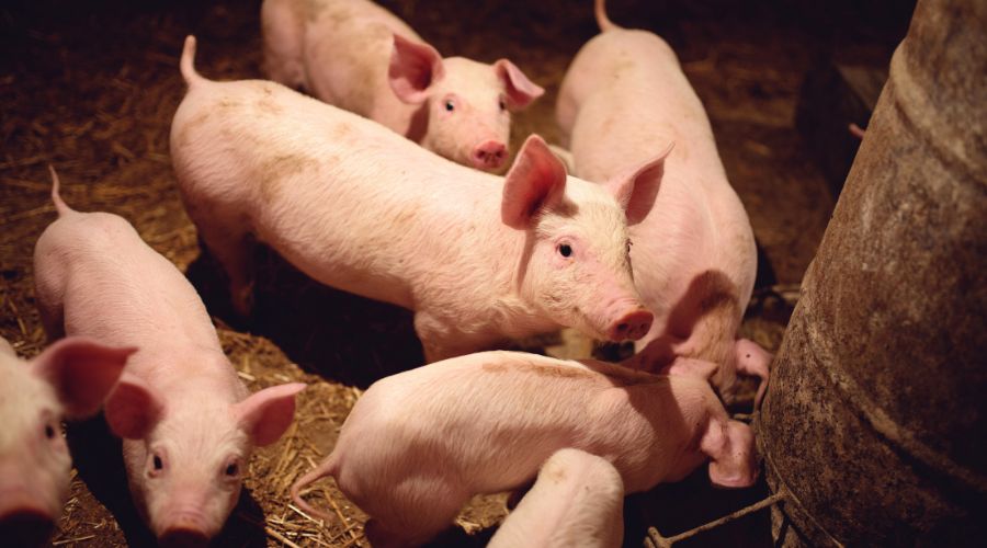 The £1 billion funding will deliver the next phase of a new National Biosecurity Centre, a cutting-edge scientific campus in Surrey.