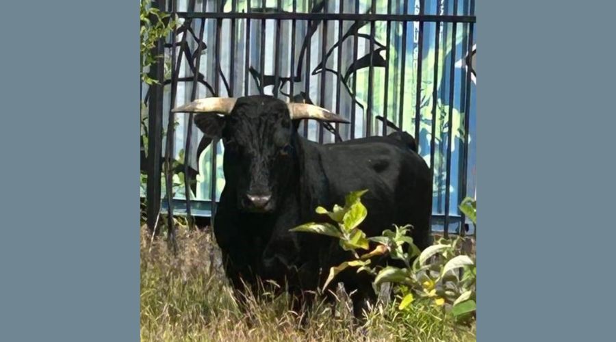 A Dexter bull that had been roaming Birmingham streets at the end of last week has found a new home in Norfolk.