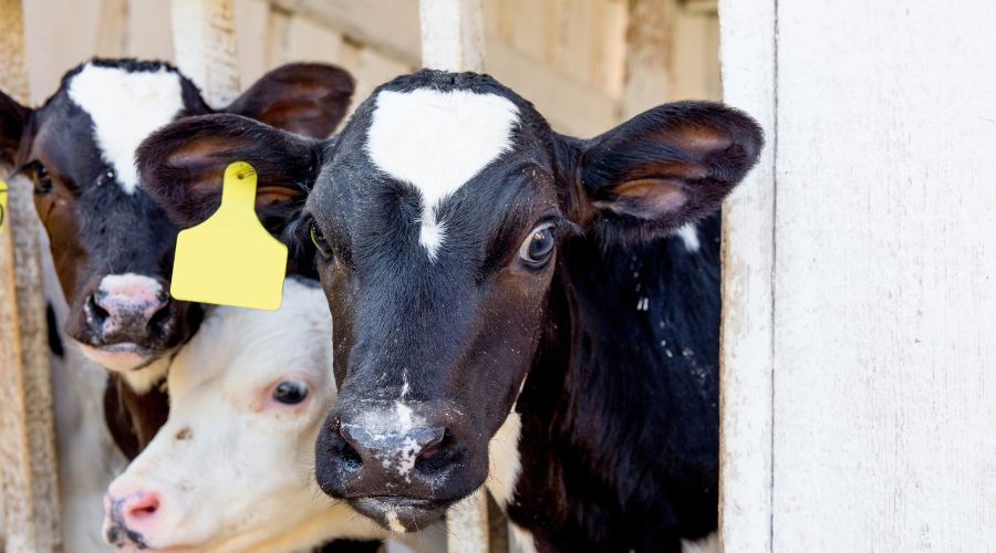 New requirements will see Electric ID (EID) mandatory for all new-born calves from 2027, using low-frequency (LF) technology, Defra said.