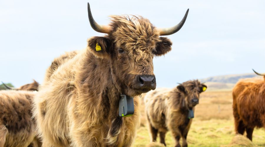 Nofence digital grazing tools are in the spotlight thanks to their appearance on the latest season of Clarkson’s Farm.