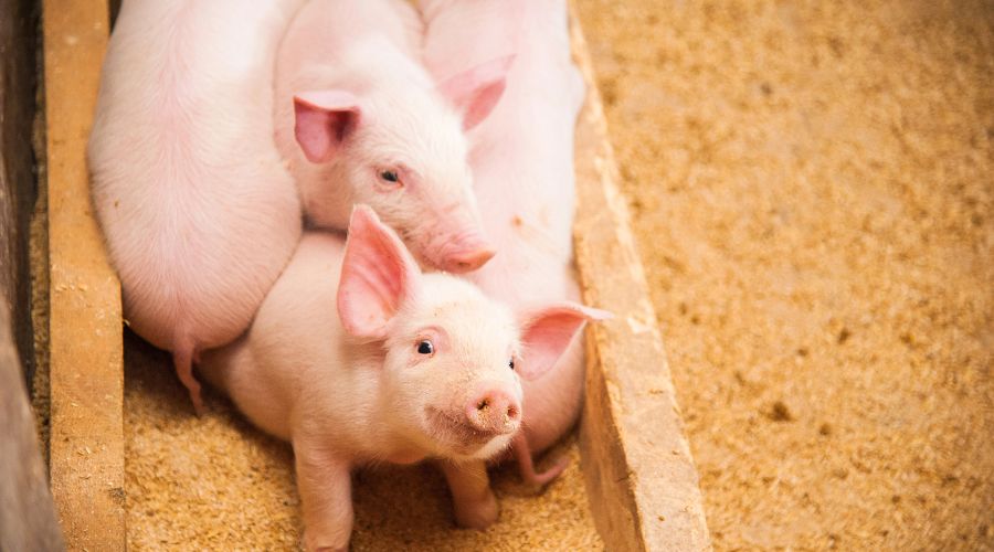 The use of a gene-editing technology by Genus on pigs has been approved in the US for its food supply chain.