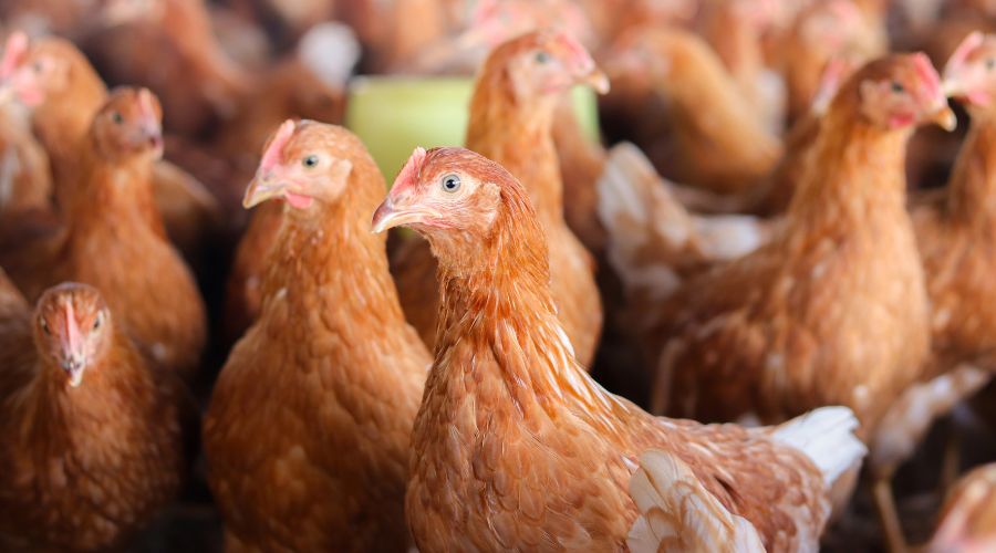 hens