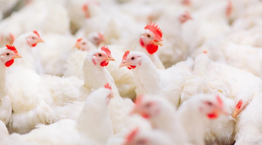 RSPCA Assured is setting up new welfare standards for chickens which will come into effect in September.