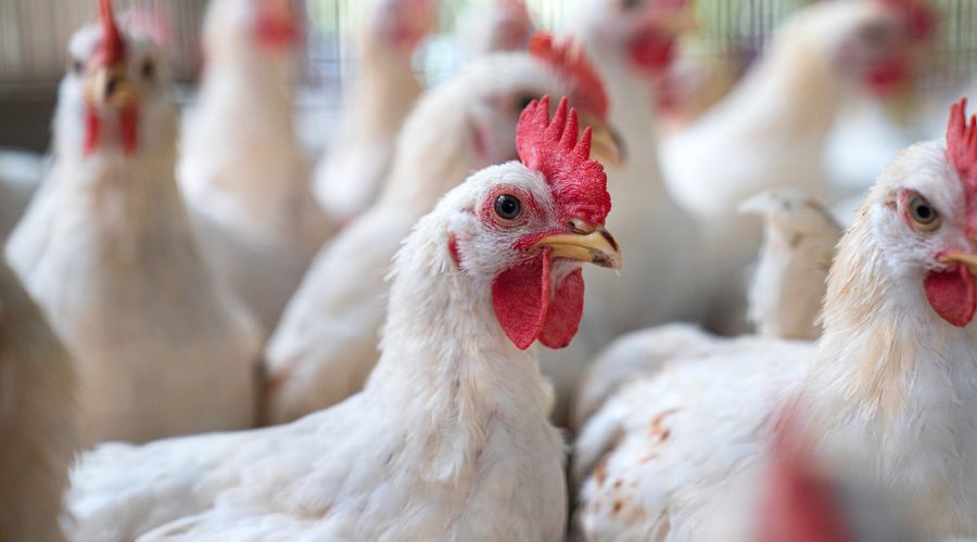 Study by Royal Veterinary College (RVC) explored UK chicken meat production and outlined in the ‘Better Chicken Commitment’ (BCC).