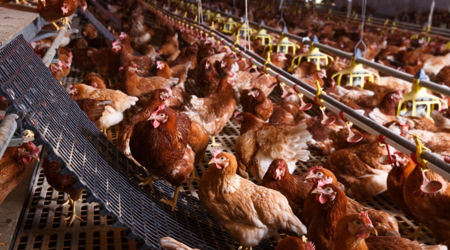 hens in a shed