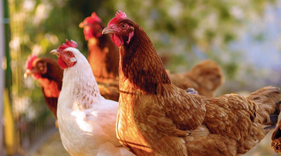 The avian influenza housing measures are being extended in Cumbria, County Durham, Northumberland and Tyneside.