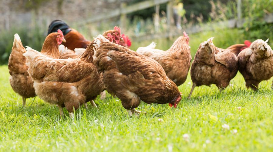 Free-range poultry meat producers do not need to change how free-range poultry meat is labelled during bird flu outbreaks.