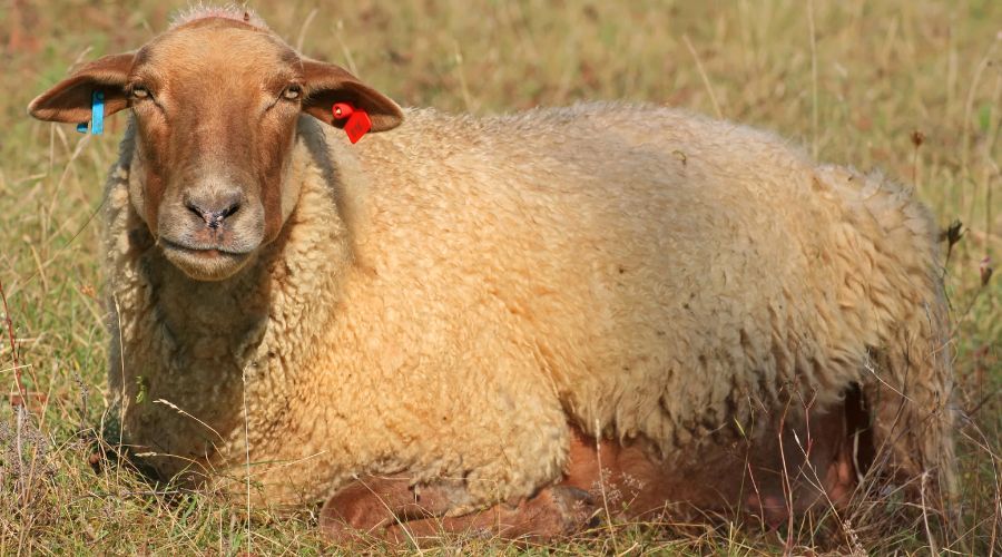 Animal rights activists from PETA have called for Sark Sheep Racing Festival with a 30-year-long tradition to be banned.