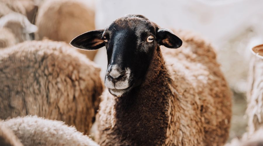 Sheep farmers should stay alert and informed as Haemonchus contortus, known as Barber’s Pole worm, gains more attention across the UK.