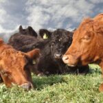 The Association of Independent Meat Suppliers (AIMS) has voiced serious concerns about the Scottish Government’s support of red meat sector.