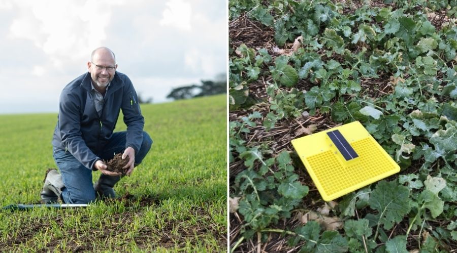 Cabbage stem flea beetle (CSFB) was not much in evidence in the two MagicTraps deployed at Overbury Enterprises last autumn.