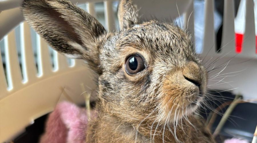 Farmer Robert Craig experienced a very unusual day on farm in Dumfriesshire as he performed a roadside emergency caesarean section on a hare.