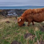 Highland cow wearing the nofence collar