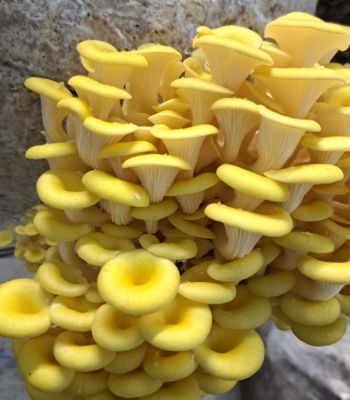 First gourmet mushrooms, including Blue Grey, King Oyster and Lion’s Mane, have been harvested from a mushroom farm on Blenheim Estate.  