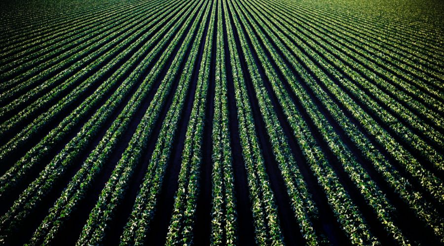 Crops growing n farmer's field aerial view heading Sea2Soil article