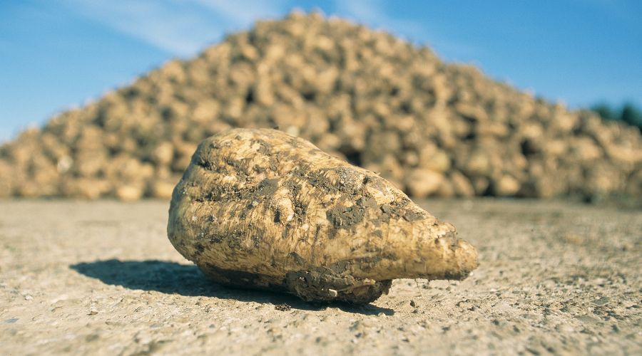Sugar beet close up image 