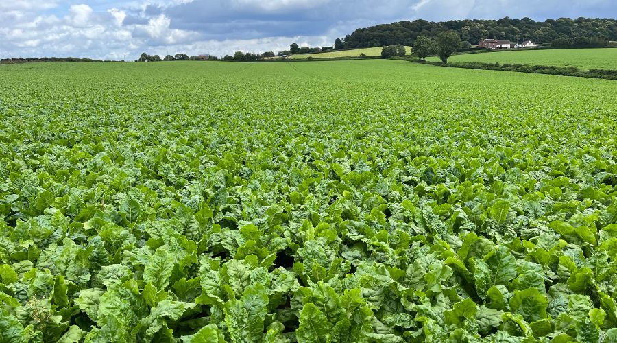 Sugar beet growing in UK field
