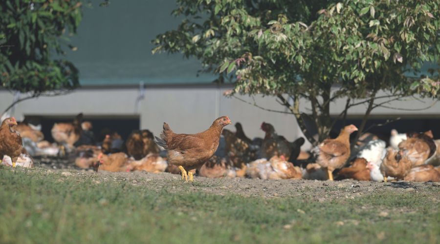 Chickens on a farm producing eggs