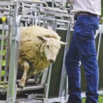 Sheep handling equipment
