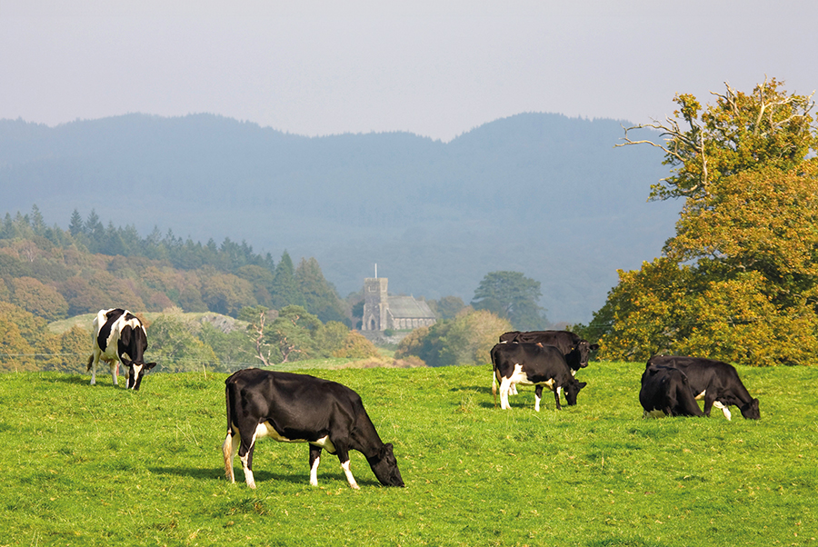 livestock cattle