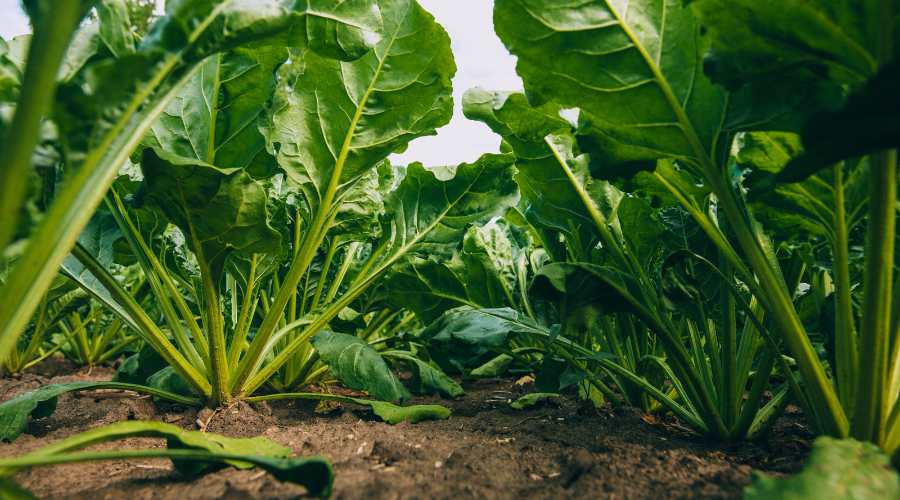 Sugarbeet field