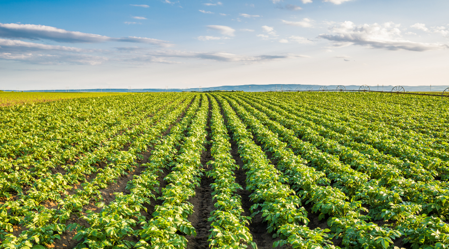 Potato field