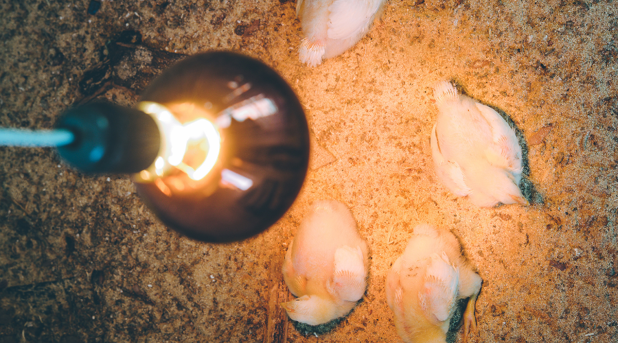 Chicks under heat lamps